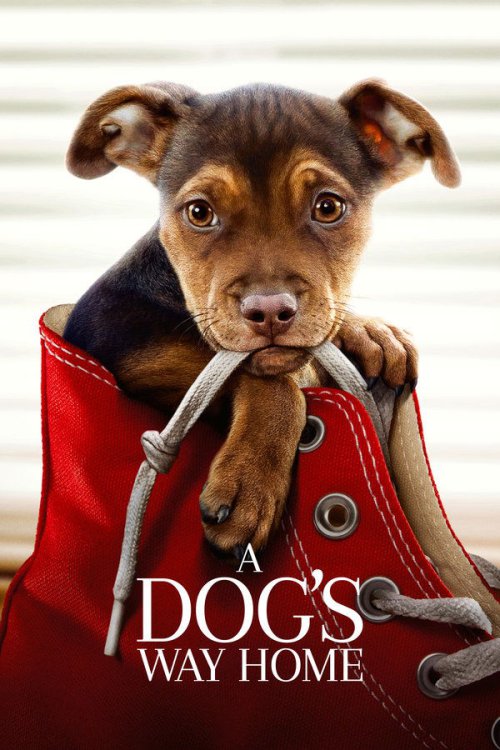 A Dog’s Way Home 2019 WEB-DL Dual Audio - FlixBD