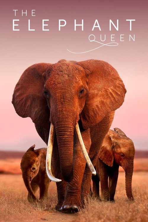 The Elephant Queen 2019 WEB-DL Dual Audio - FlixBD