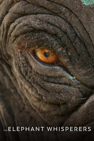 The Elephant Whisperers 2022 WEB-DL Hindi - FlixBD
